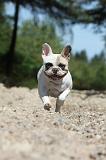 BOULEDOGUE FRANCAIS 053
